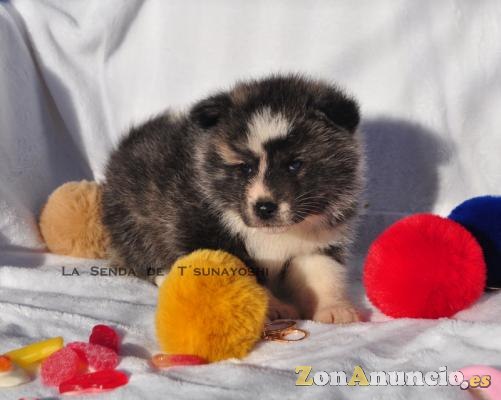 AKITAS DE LA SENDA DE T'SUNAYOSHI
